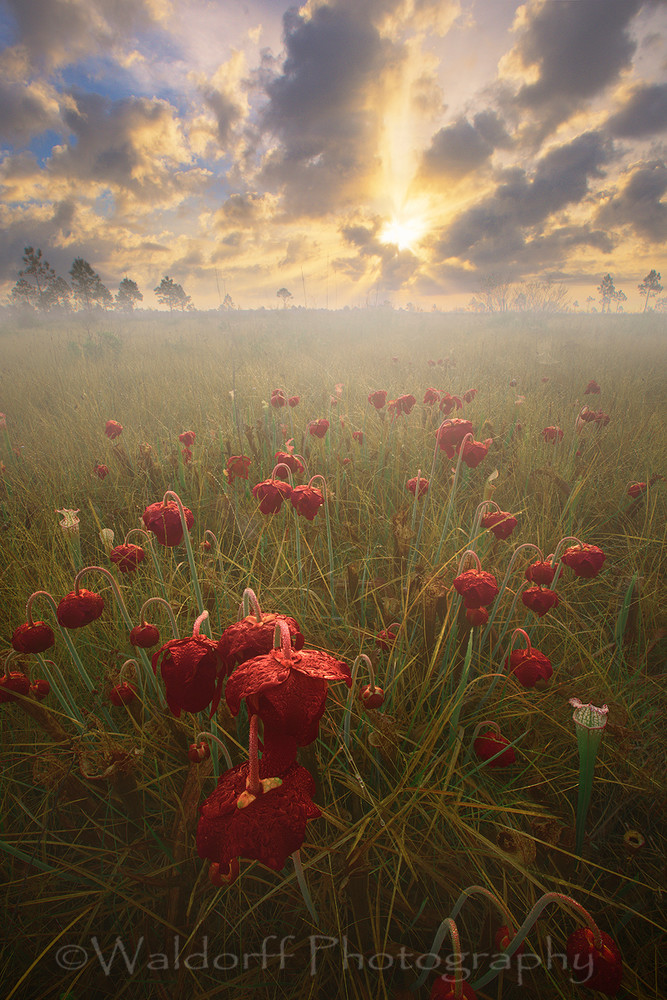 Emerging Grace