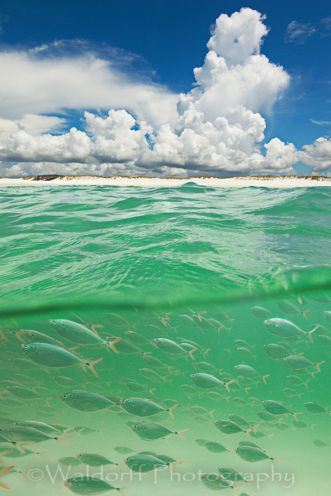 School of fish swimming at the Navarre Beach Reef along the Emerald Coast of Florida | Fine Art Prints on Canvas, Paper, Metal, & More | Waldorff Photography