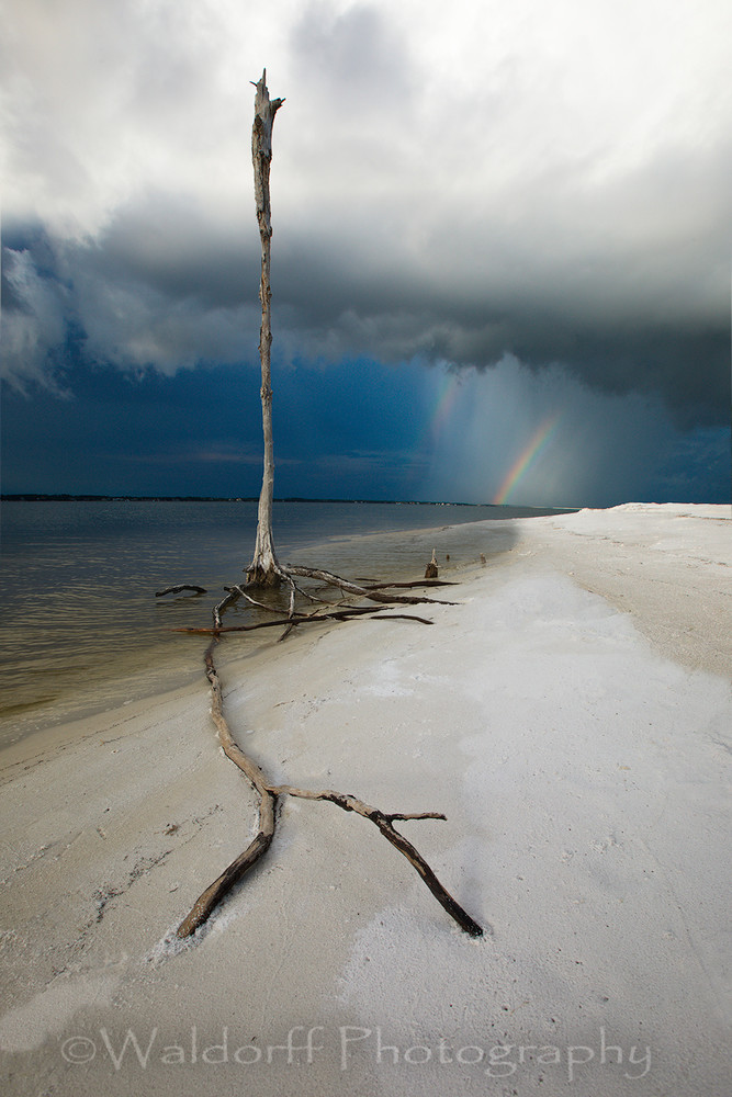 Skeleton tree and rainbow near Navarre Beach along the Emerald Coast of Florida | Fine Art Prints on Canvas, Paper, Metal, & More | Waldorff Photography