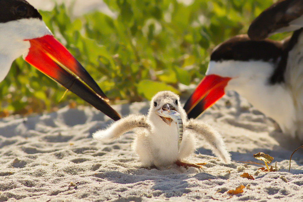 Black Skimmer chick with a huge appetite! | Pensacola Beach, Florida | Fine Art Prints on Canvas, Paper, Metal, & More | Waldorff Photography