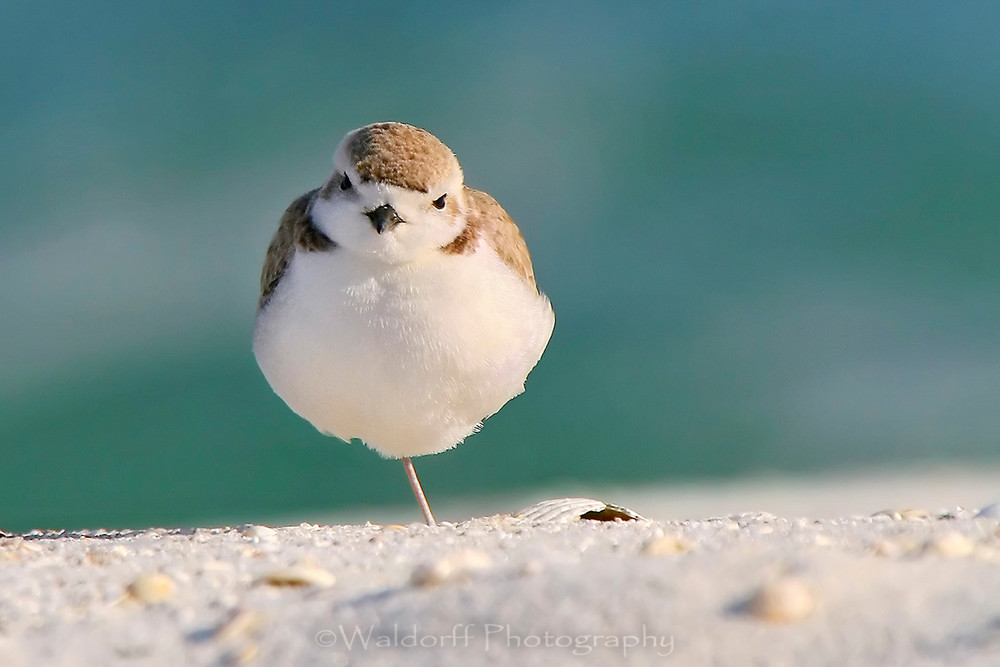 Snowy Plover standing on one foot on the Emerald Coast of Florida  | Fine Art Photography on Canvas, Paper, and Acrylic