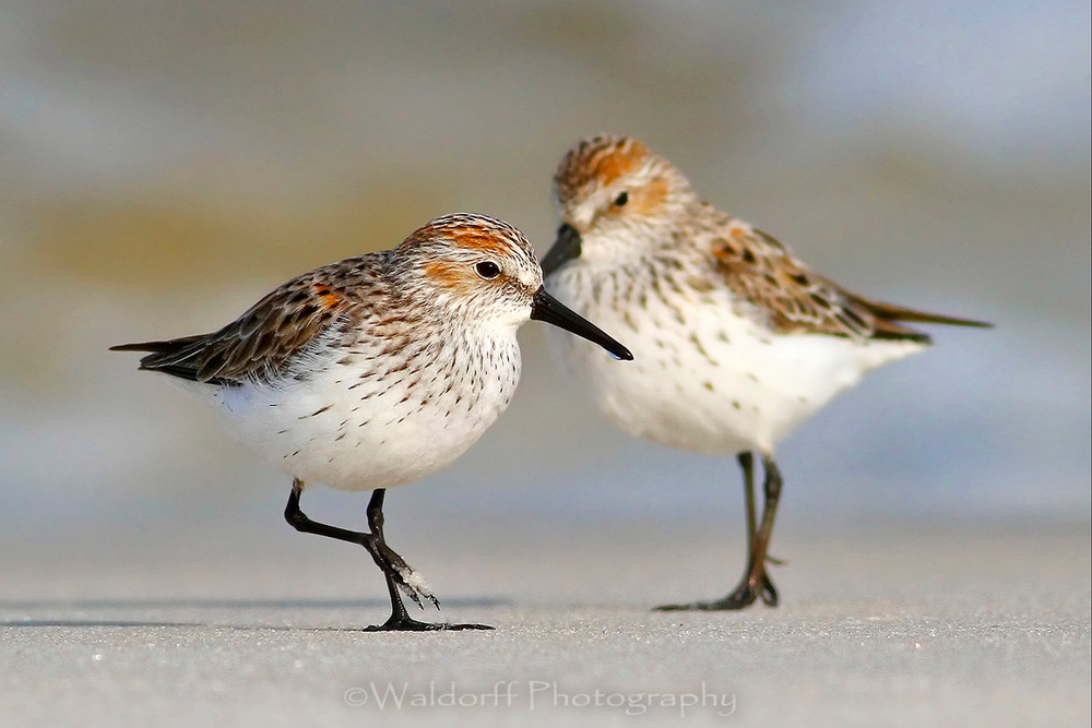 Western Sandpipers | Fine Art Landscape Photography on Canvas, Paper, Metal | Photography by Jeff Waldorff