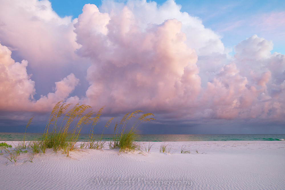 Sea Oats Under Pink Clouds Emerald Coast Florida Fine