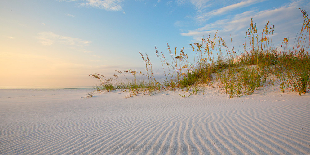 Sea Oats on a sand dune | Emerald Coast, Florida  | Fine Art Landscape Photography on Canvas, Paper, Metal | Photography by Jeff Waldorff