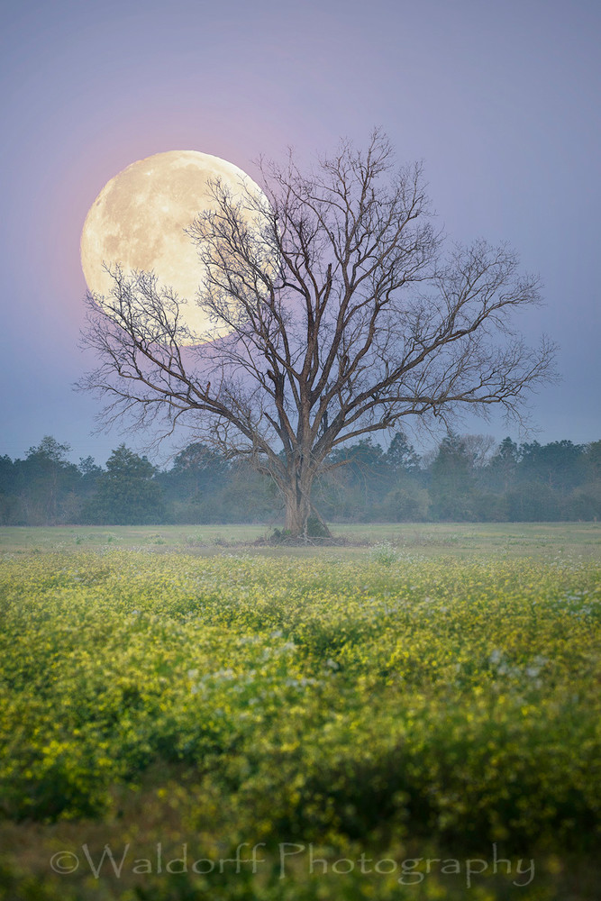 Full “worm” moon behind a lone tree located in Okaloosa County, Florida | Fine Art Landscape Photography on Canvas, Paper, Metal | Photography by Jeff Waldorff