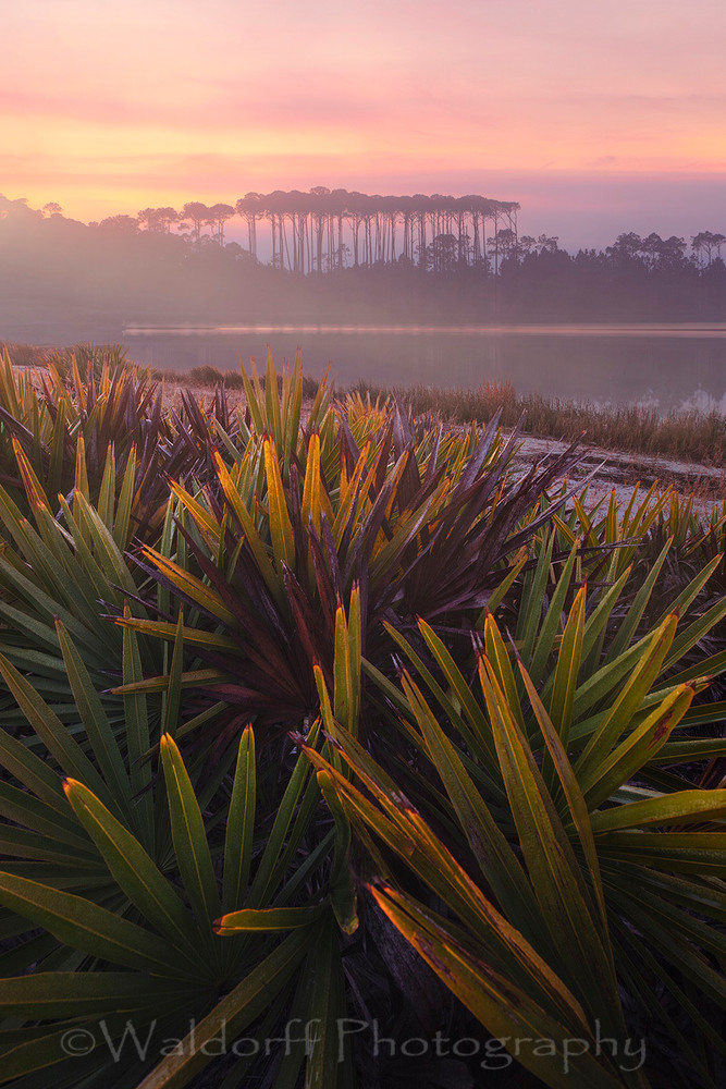 Sunrise over Palmettos at Western Lake in Grayton Beach | 30A | Fine Art Photo on Canvas, Paper, Metal, & More | Waldorff Photography.