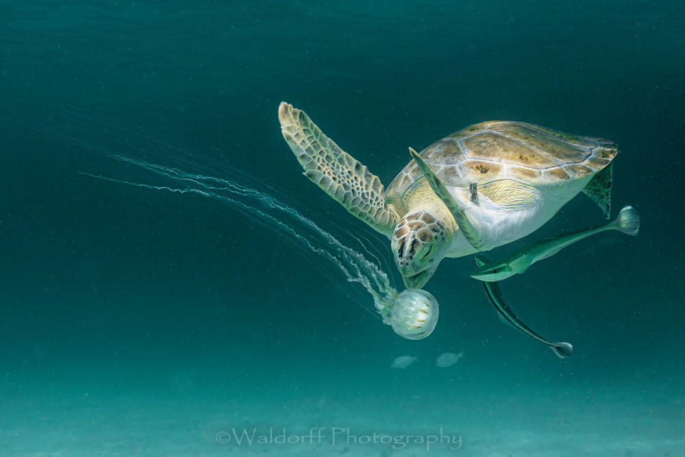 Green Sea Turtle eating a jellyfish | Navarre Beach, Florida | Fine Art