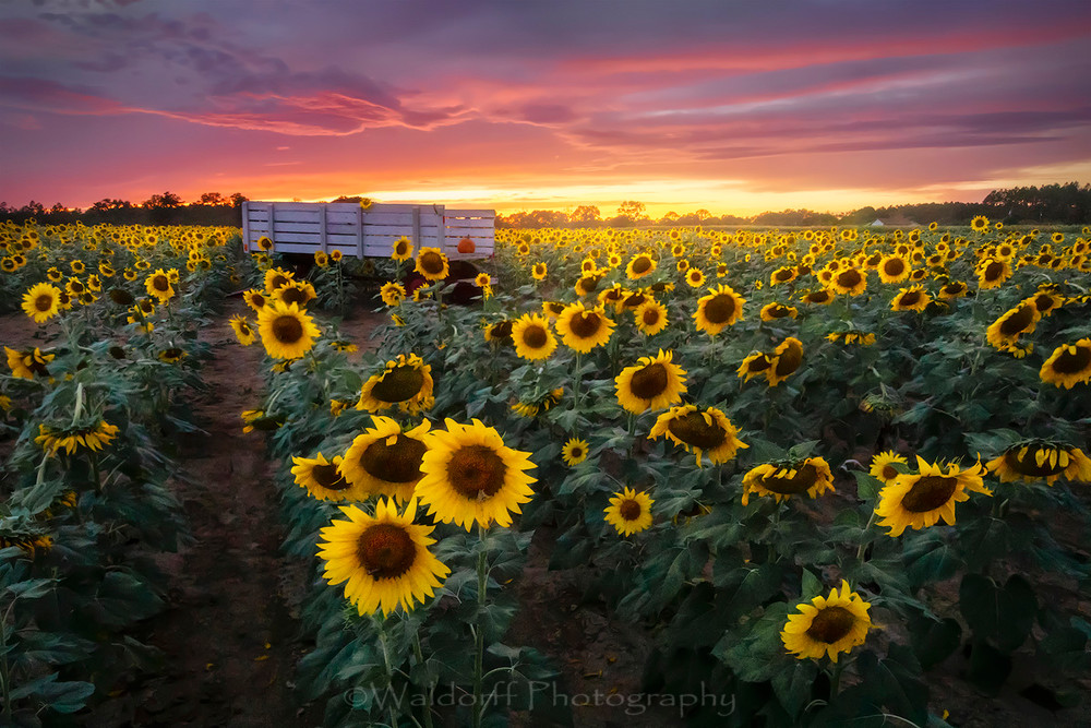 Sunflower Field | Holland Farms | Milton, Florida | Fine Art Landscape Photography on Canvas, Paper, Metal | Photography by Jeff Waldorff