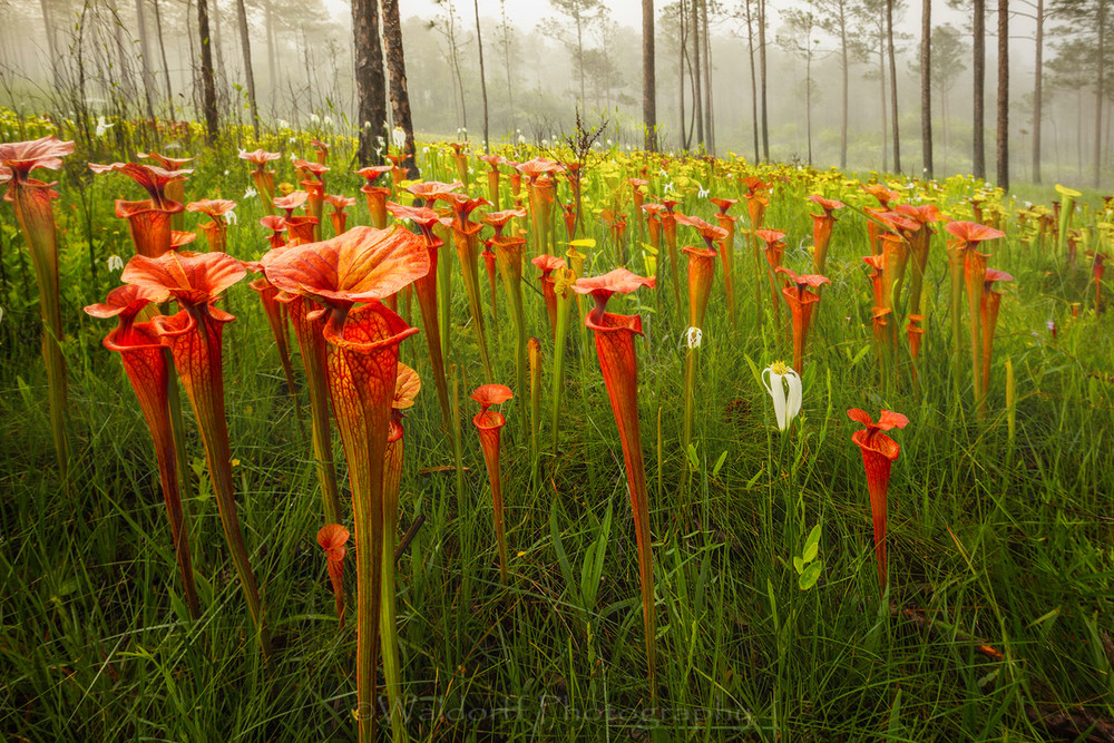Sarracenia Flava, Atropupurea | Red Topped Pitcher Plants| Northwest Florida | Fine Art Landscape Photography on Canvas, Paper, Metal | Photography by Jeff Waldorff