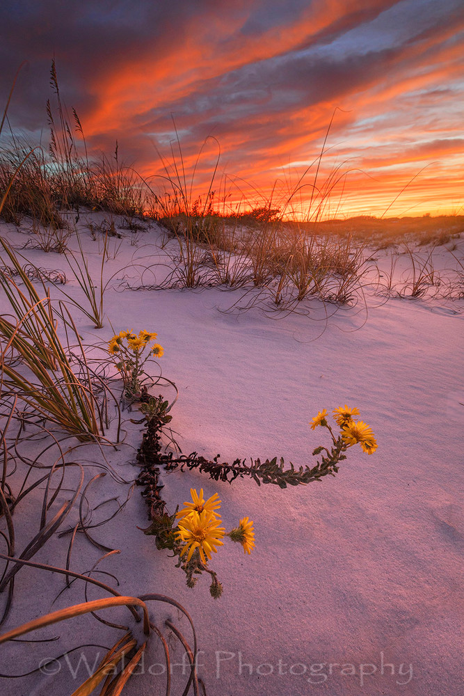 Yellow Fall Flowers along the Emerald Coast | Pensacola Beach, Florida | Fine Art Prints on Canvas, Paper, Metal, & More | Waldorff Photography