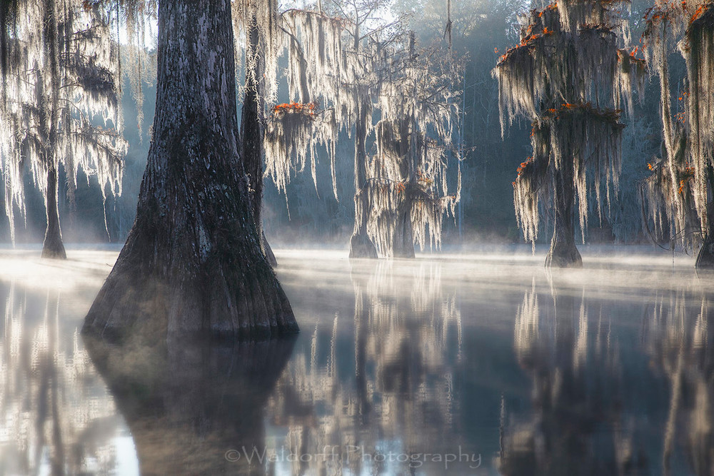 Cypress Trees of Northwest Florida - Foxtrot | Fine Art Prints on Canvas, Paper, Metal, & More by Waldorff Photography