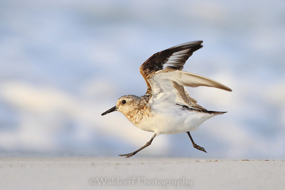 Sanderling at the beach on the Emerald Coast of Florida  | Fine Art Photography on Canvas, Paper, and Metal