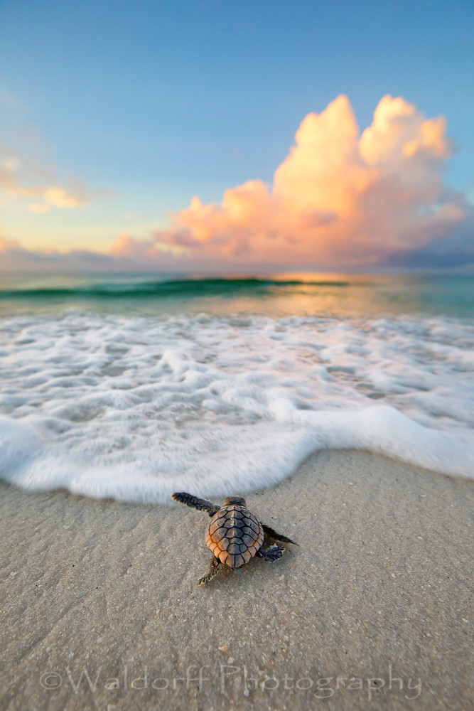 Baby Loggerhead Sea Turtle on the Emerald Coast of Florida  | Fine Art Photography on Canvas, Paper, and Metal