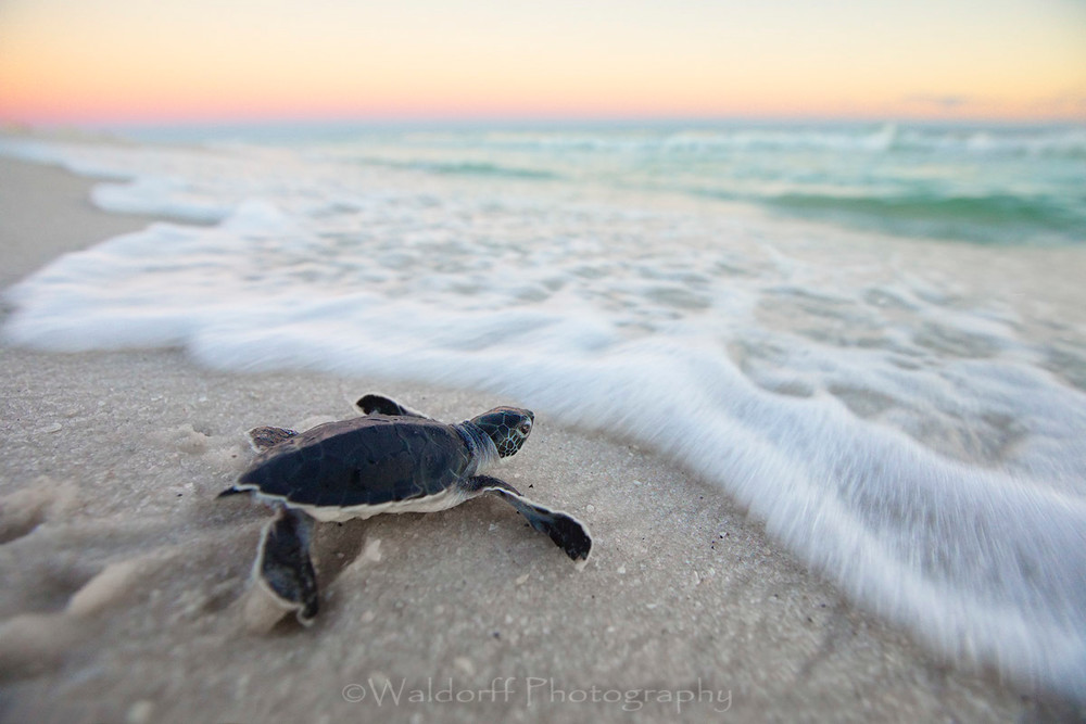 Baby Green Sea Turtle fixing to touch the water for the first time along Navarre Beach of Florida  | Fine Art Photography on Canvas, Paper, Metal, & More