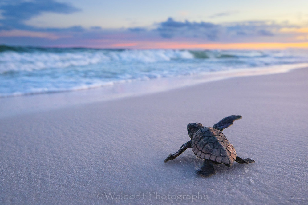 Baby Loggerhead Sea Turtle marching to the Gulf | Navarre Beach, Florida | Fine Art Photography on Canvas, Paper, and Metal