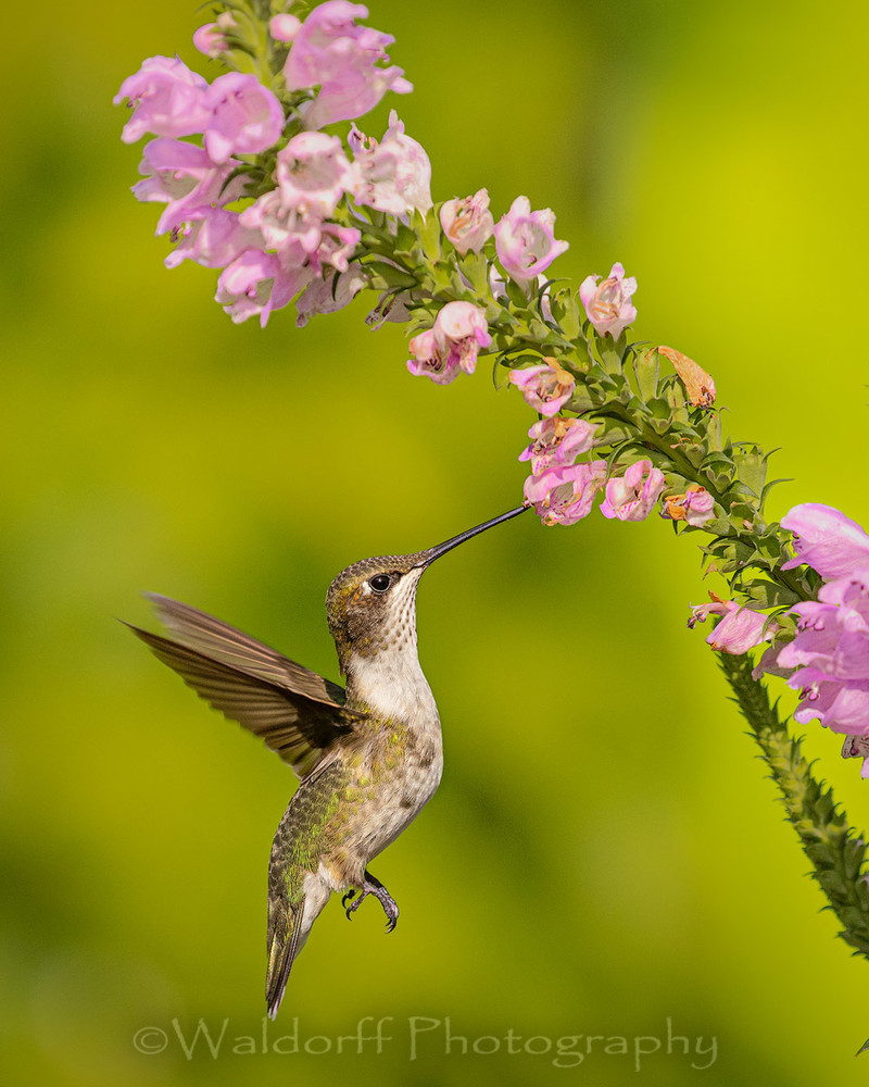 Ruby-Throated Hummingbird #2 | Fort Walton Beach, FL | Fine Art Photography on Canvas, Paper, and Metal Ruby-Throated Hummingbird #2 | Fort Walton Beach, FL | Fine Art Photography on Canvas, Paper, and Metal