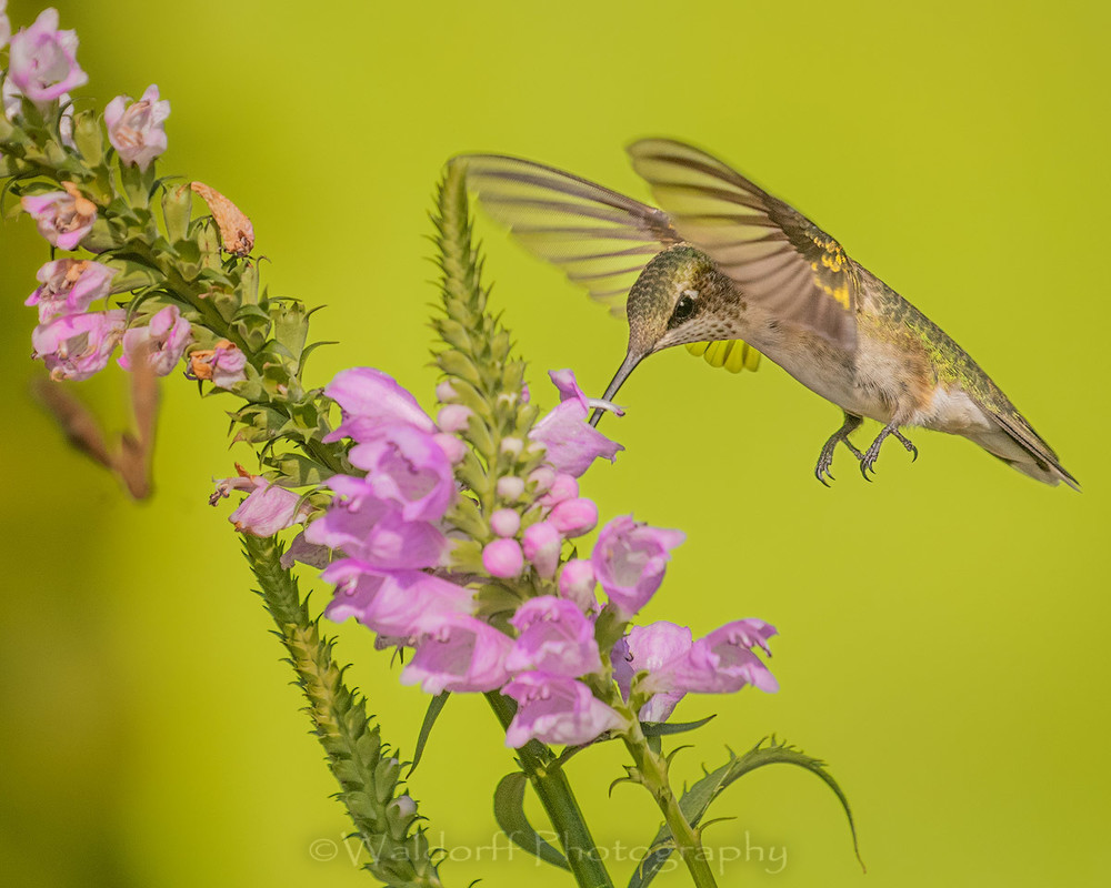 Ruby-Throated Hummingbird #1 | Fort Walton Beach, FL | Fine Art Photography on Canvas, Paper, and Metal Ruby-Throated Hummingbird #1 | Fort Walton Beach, FL | Fine Art Photography on Canvas, Paper, and Metal