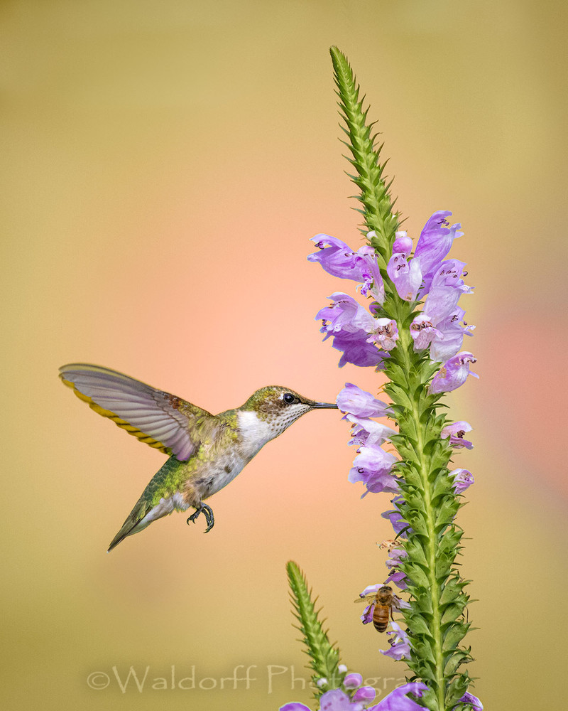 Ruby-Throated Hummingbird #4 | Fort Walton Beach, FL | Fine Art Photography on Canvas, Paper, and Metal Ruby-Throated Hummingbird #4 | Fort Walton Beach, FL | Fine Art Photography on Canvas, Paper, and Metal