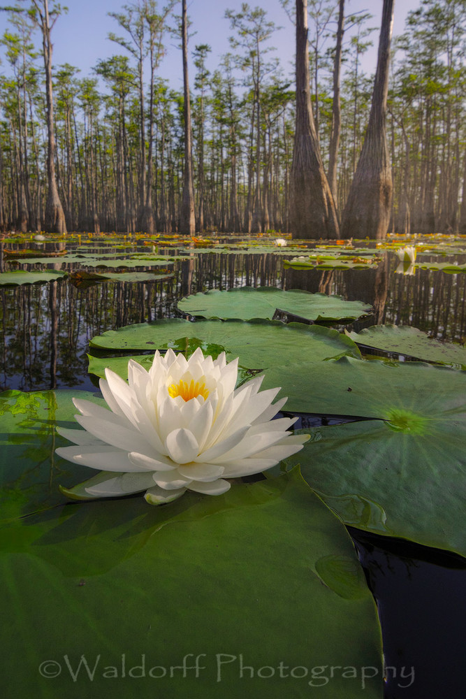 Water Lily in a Cypress Swamp from Marianna, Florida | Fine Art Prints on Canvas, Paper, Metal, & More by Waldorff Photography