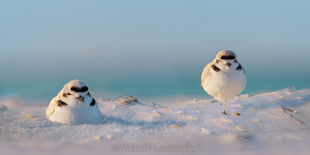 Two Snowy Plovers on the Emerald Coast of Florida  | Fine Art Photography on Canvas, Paper, Metal, and Acrylic