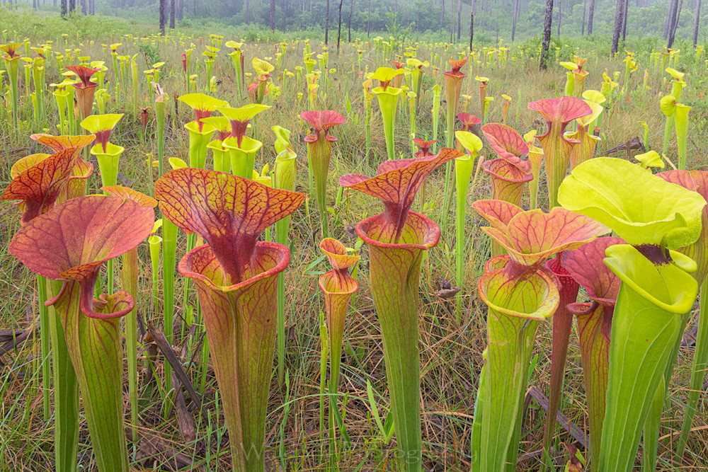 Sarracenia flava | Pitcher Plants| Northwest Florida | Fine Art Landscape Photography on Canvas, Paper, Metal | Photography by Jeff Waldorff