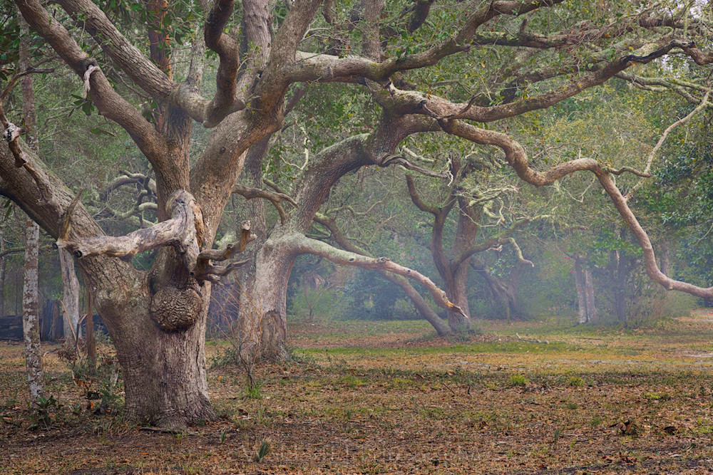 Live Oaks Trees #2 of Northwest Florida | Gulf Breeze, FL | Fine Art Prints on Canvas, Paper, Metal, & More by Waldorff Photography.