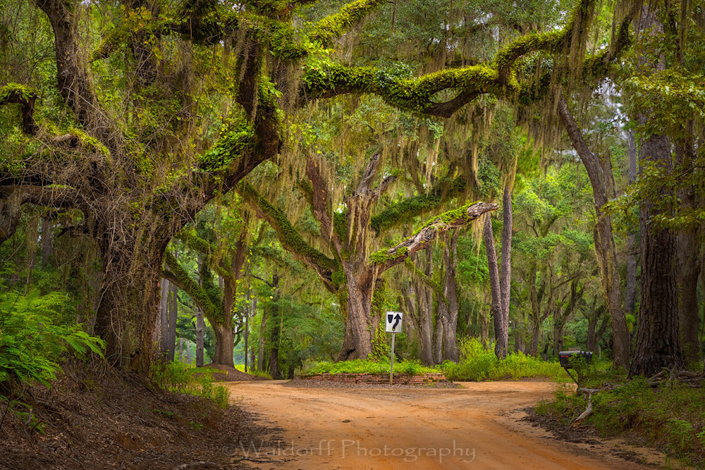 Canopy Roads | Tallahassee Florida - | Dueling Oak | Fine Art Prints on Canvas, Paper, Metal, and Acrylic by Waldorff 