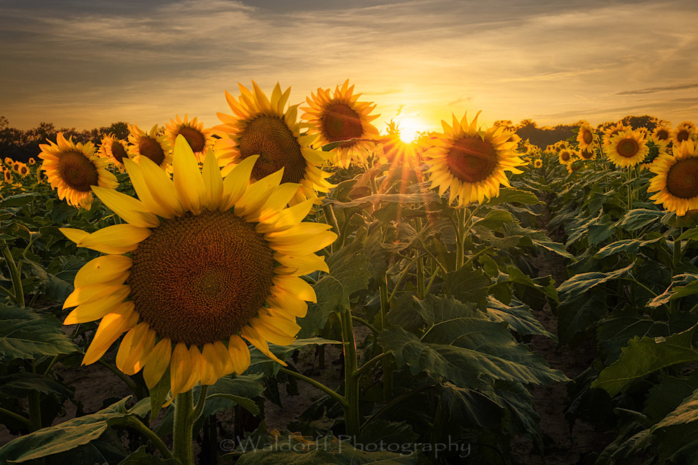 Sunflower Field | Golden Ratio | Holland Farms | Milton, Florida | Fine Art Landscape Photography on Canvas, Paper, Metal, Acrylic | Photography by Jeff Waldorff