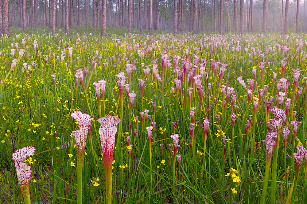 Sarracenia Dreams | White Top Pitcher Plants| Splinter Hill, Alabama | Fine Art Landscape Photography on Canvas, Paper, Metal | Photography by Jeff Waldorff