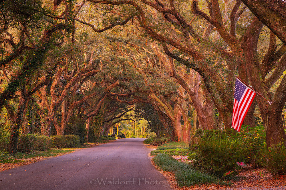 Magnolia Springs Canopy Road #2 | Alabama | Fine Art Photography