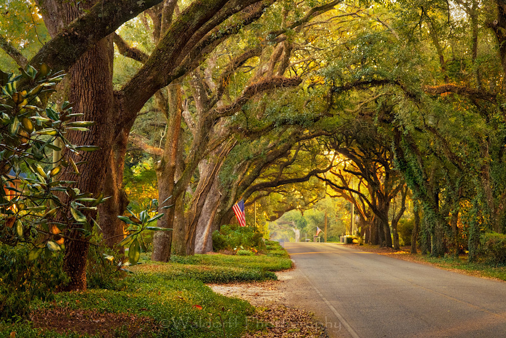 Magnolia Springs Canopy Road #1 | Alabama | Fine Art Photography
