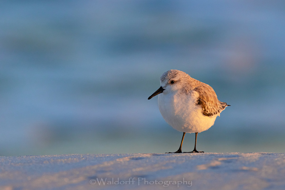 Just Chillin' | Gulf Islands National Seashore, Florida  | Fine Art Landscape Photography on Canvas, Paper, Metal, Acrylic | Photography by Jeff Waldorff Just Chillin' | Gulf Islands National Seashore, Florida  | Fine Art Landscape Photography on Canvas, Paper, Metal, Acrylic | Photography by Jeff Waldorff