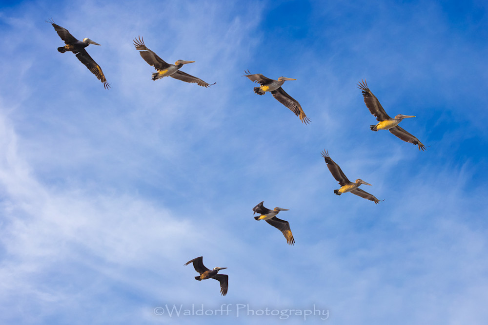 Pelican Squadron | Navarre Beach, Florida  | Fine Art Landscape Photography on Canvas, Paper, Metal, Acrylic | Photography by Jeff Waldorff Pelican Squadron | Navarre Beach, Florida  | Fine Art Landscape Photography on Canvas, Paper, Metal, Acrylic | Photography by Jeff Waldorff
