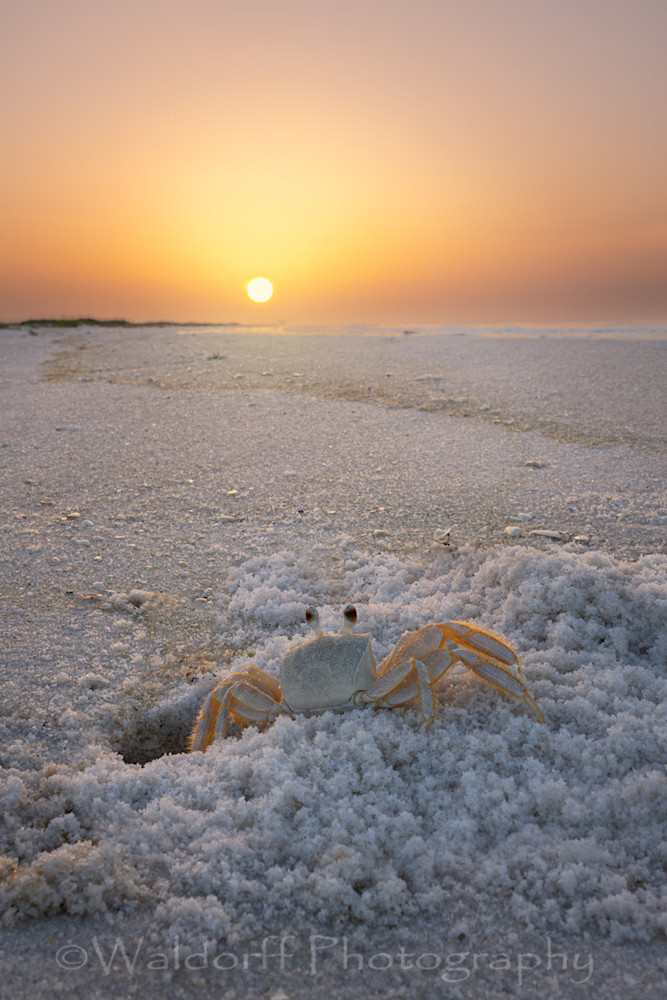 Tangerine Crab | Emerald Coast | Navarre Beach, Florida | Fine Art Landscape Photography on Canvas, Paper, Metal, Acrylic | Photography by Jeff Waldorff