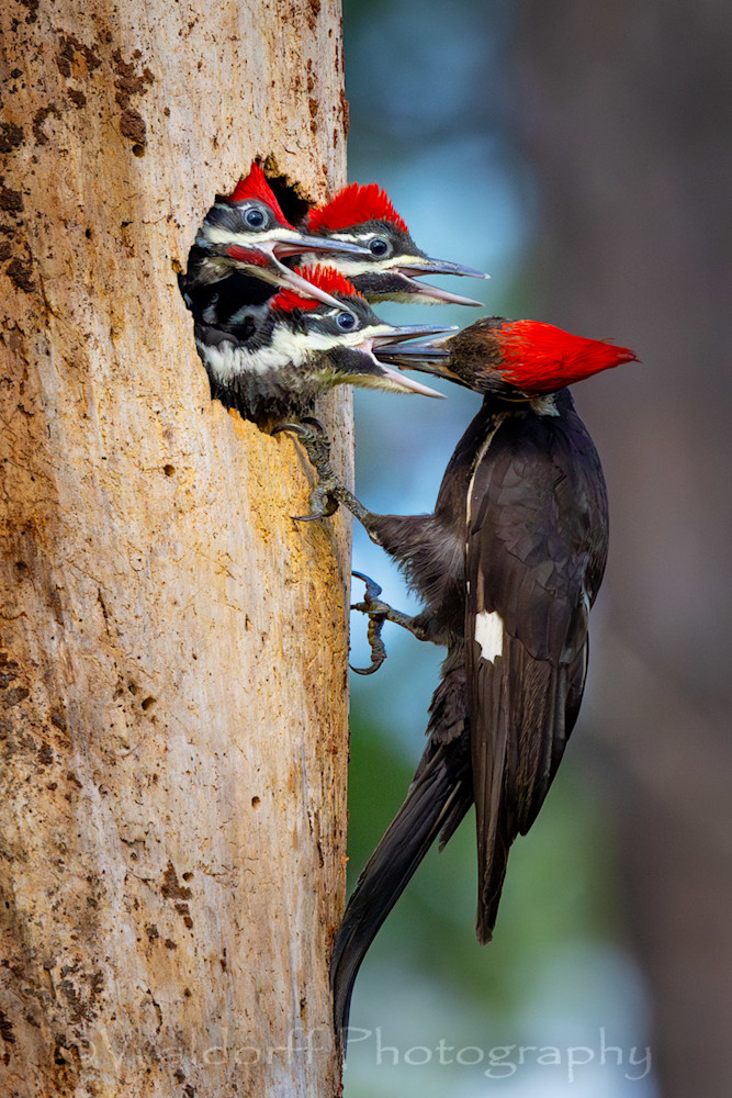 Meal Time | Ochlockonee River State Park, Florida  | Fine Art Landscape Photography on Canvas, Paper, Metal, Acrylic | Photography by Jeff Waldorff Meal Time | Ochlockonee River State Park, Florida  | Fine Art Landscape Photography on Canvas, Paper, Metal, Acrylic | Photography by Jeff Waldorff