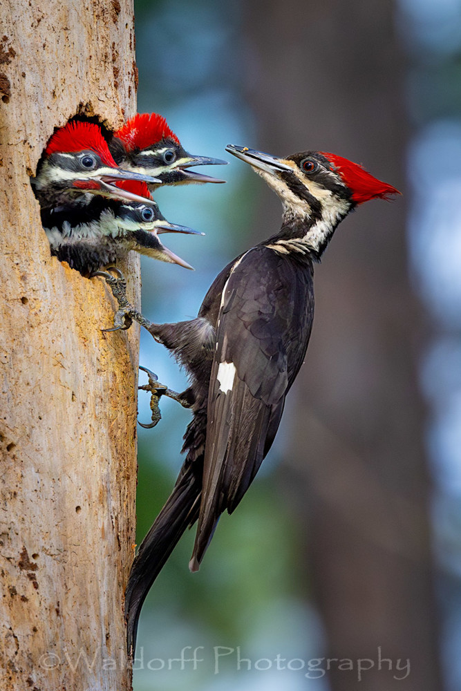Feed Me!  | Ochlockonee River State Park, Florida  | Fine Art Landscape Photography on Canvas, Paper, Metal, Acrylic | Photography by Jeff Waldorff Feed Me!  | Ochlockonee River State Park, Florida  | Fine Art Landscape Photography on Canvas, Paper, Metal, Acrylic | Photography by Jeff Waldorff