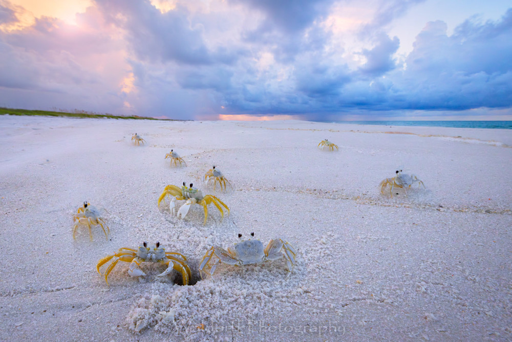 Cast of Crabs
Cast of Ghost Crabs walking the beach | Emerald Coast | Pensacola Beach, Florida | Fine Art Landscape Photography on Canvas, Paper, Metal, Acrylic | Photography by Jeff Waldorff