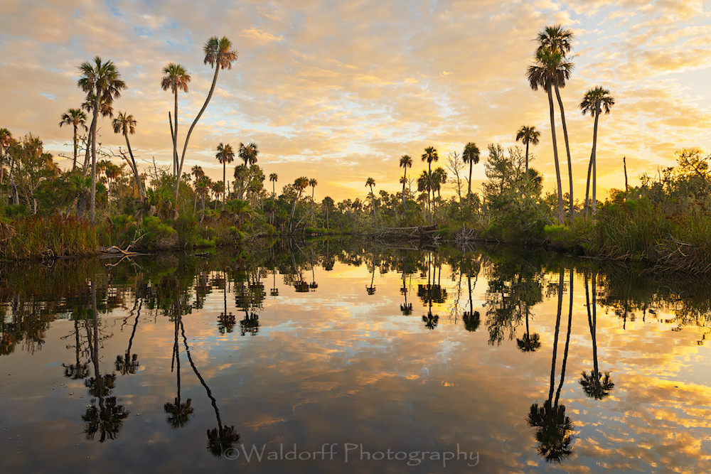 Channeling Herzog #8 | Waccasassa River, Florida  | Fine Art Landscape Photography on Canvas, Paper, Metal, Acrylic | Photography by Jeff Waldorff