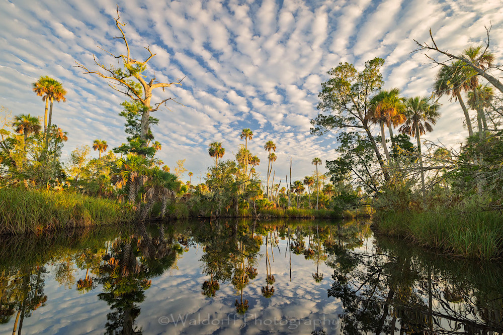 Channeling Herzog #6 | Waccasassa River, Florida  | Fine Art Landscape Photography on Canvas, Paper, Metal, Acrylic | Photography by Jeff Waldorff