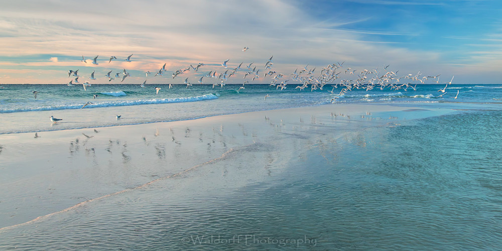 Tern To The Sky  (26 Aa) Photography Art | Waldorff Photography