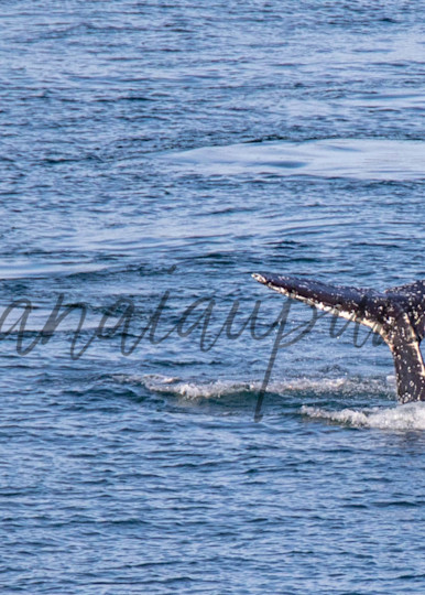 Whale Tales Art | Kanaiaupune Photography