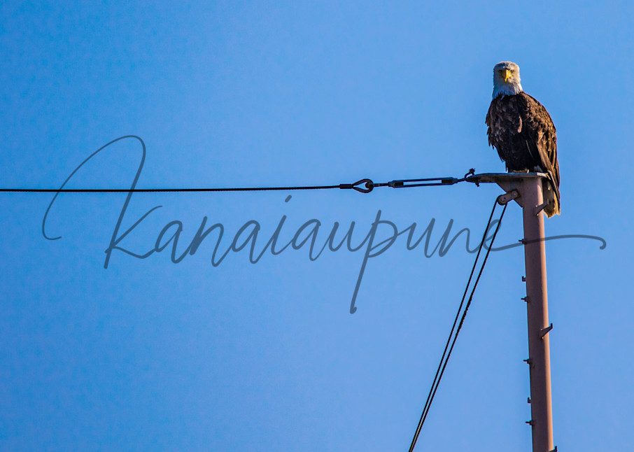Gull Hunter Art | Kanaiaupune Photography