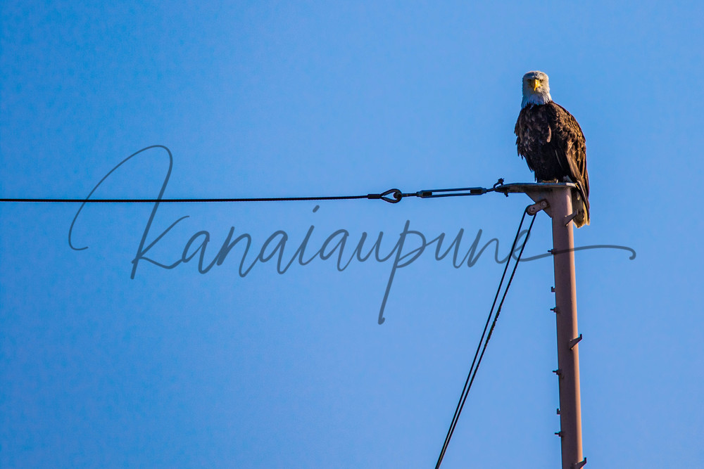 Gull Hunter Art | Kanaiaupune Photography