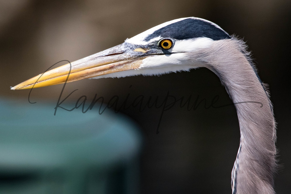 Phillip Art | Kanaiaupune Photography