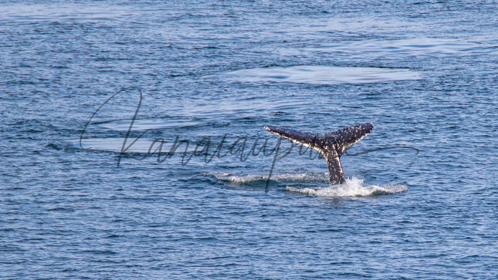 Whale Tales Art | Kanaiaupune Photography