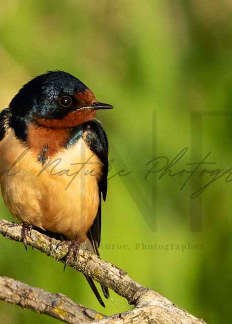Barn Swallow Perched Photography Art | Second Nature Photography