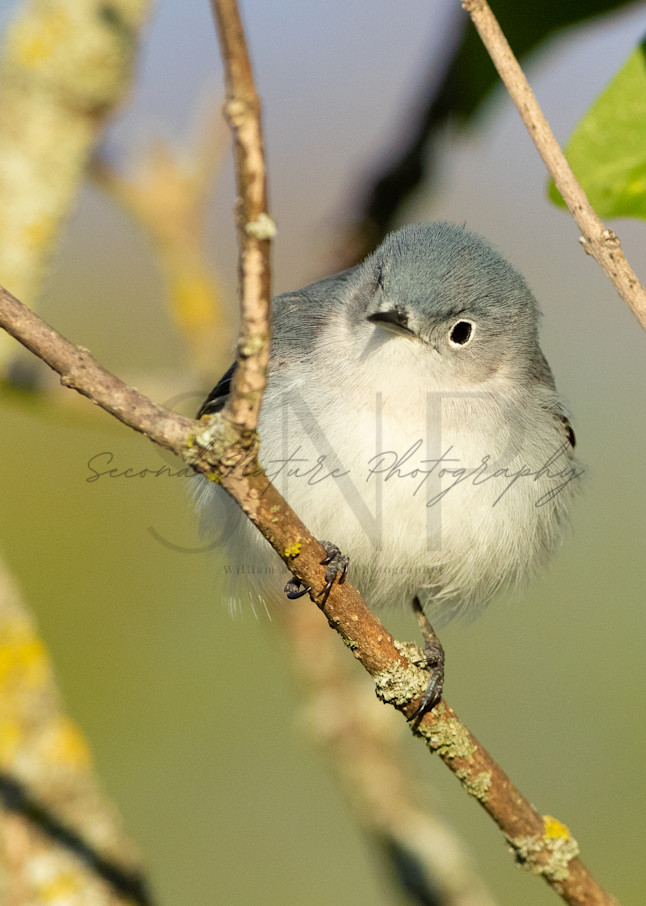 Blue Gray Gnatcatcher Perched Photography Art | Second Nature Photography
