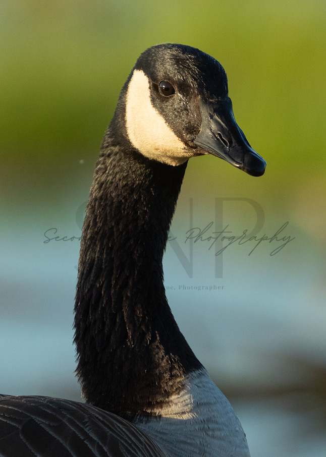 Canada Goose Portrait Photography Art | Second Nature Photography