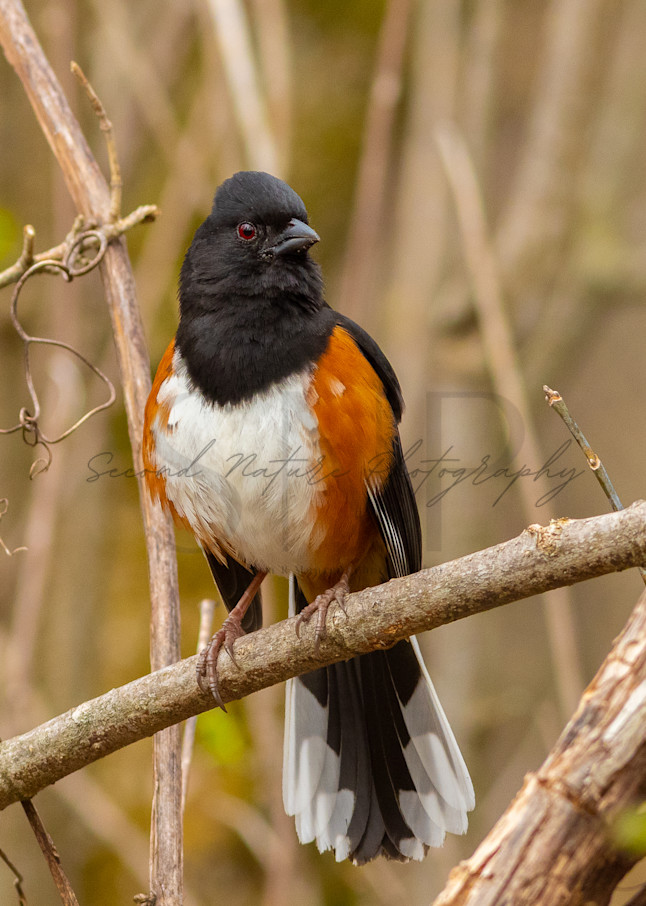 Eastern Towhee Perched Photography Art | Second Nature Photography