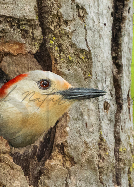 Red Bellied Woodpecker Female In Nest Photography Art | Second Nature Photography